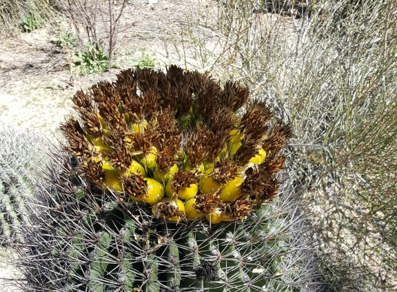 Barrel Cactus – Tubac, AZ